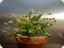 Masdevallia nidifica Yellow Red